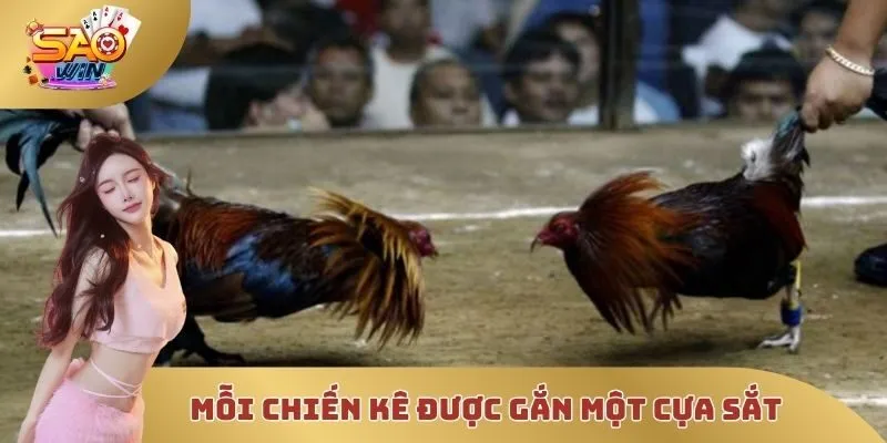 Mỗi chiến kê khi thi đấu sẽ được gắn một cựa sắt